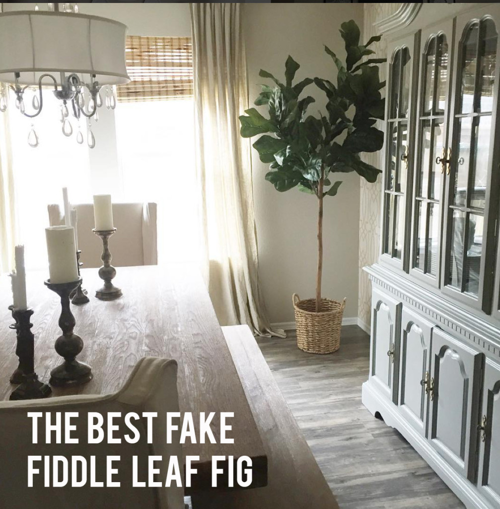 Fiddle Leaf Fig